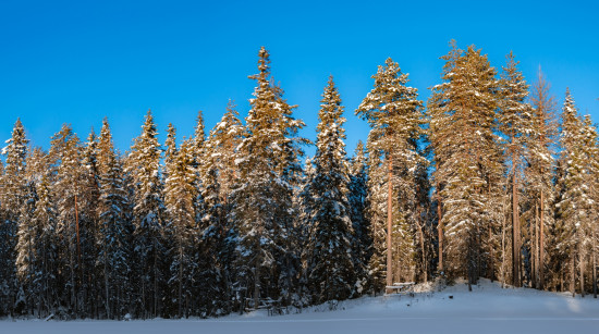 Зимний лес